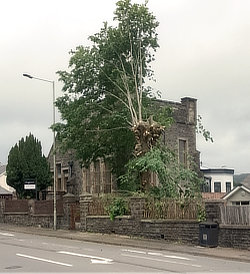 Chopped Tree